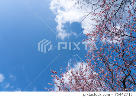 Early blooming first Miyozakura and blue sky copy space Early blooming first Miyozakura and blue sky copy space 75442715