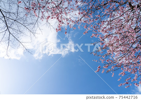 Early blooming first Miyozakura and blue sky copy space Early blooming first Miyozakura and blue sky copy space 75442716
