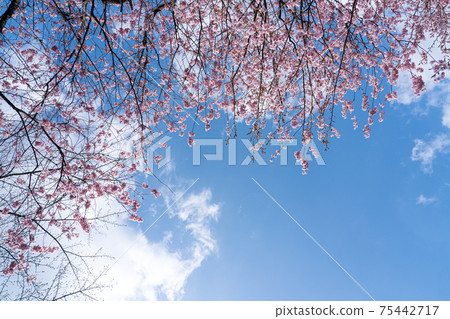 Early blooming first Miyozakura and blue sky copy space Early blooming first Miyozakura and blue sky copy space 75442717
