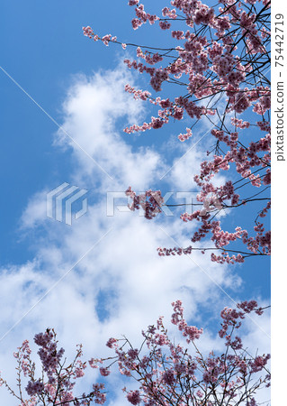 早盛開的第一宮櫻和藍天副本空間 早盛開的第一宮櫻和藍天副本空間 75442719