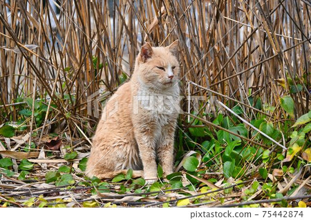 Tabby cat sitting in the grass and looking at you 75442874