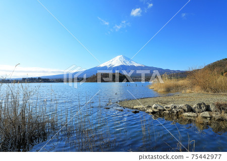 Landscape of Japan Mt. Fuji and Oishi Park in early spring, Kawaguchiko Town, Yamanashi Prefecture 75442977