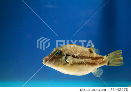 Kitamakura puffer 75442978