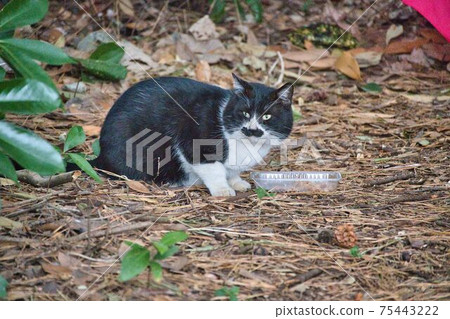 Eight cracked cat of rice Eight cracked cat of rice 75443222