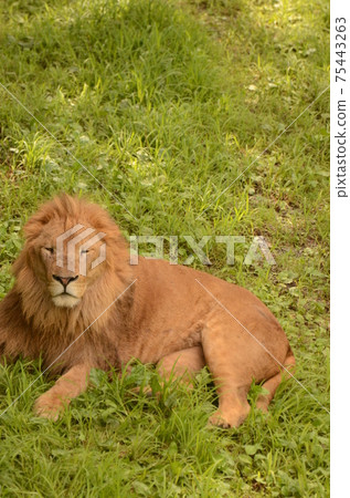 Lion 250 Lion 250 75443263