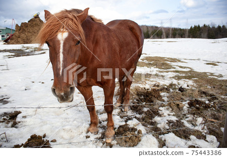 horse in winter standing in the snow farm animal ranch enclosure horse in winter standing in the snow farm animal ranch enclosure 75443386