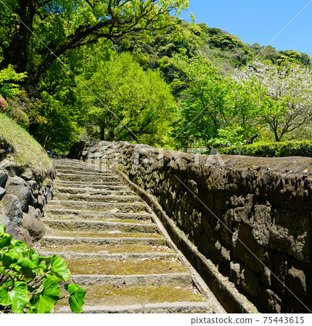 鹿兒島縣千島園櫻島 鹿兒島縣千島園櫻島 75443615