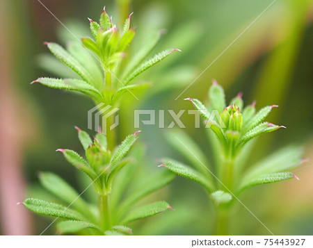 Yaegumgra發芽 75443927