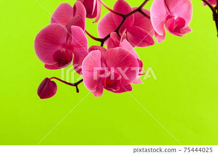 Close up of beautiful phalaenopsis orchid flowers 75444025