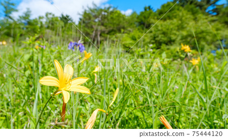 Nikko Kisuge (at Yashimagahara Wetland) Nikko Kisuge (at Yashimagahara Wetland) 75444120