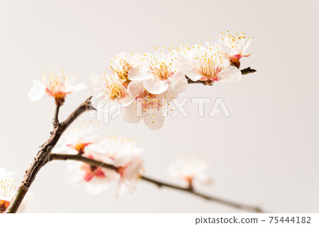 梅花 梅花 75444182