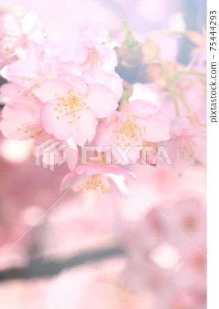 Kawazu Sakura 7284 Kawazu Sakura 7284 75444293