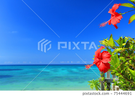 Okinawa's blue sea, blue sky and bright red hibiscus 75444691