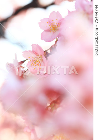 Kawazu Sakura 7157 Kawazu Sakura 7157 75444744