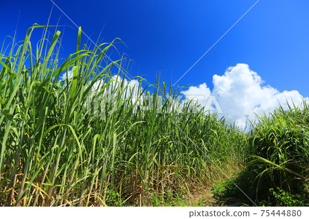 沖繩風光，甘蔗田，藍天，白雲 75444880