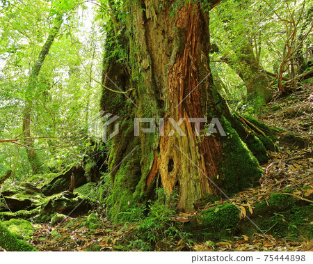 Yakushima Shiratani Unsuikyo Moss 75444898