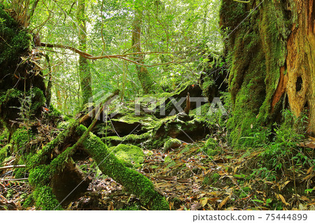 Yakushima Shiratani Unsuikyo Moss 75444899