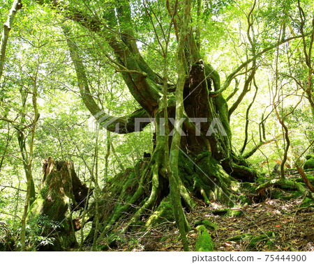 Yakushima Shiratani Unsuikyo Moss 75444900