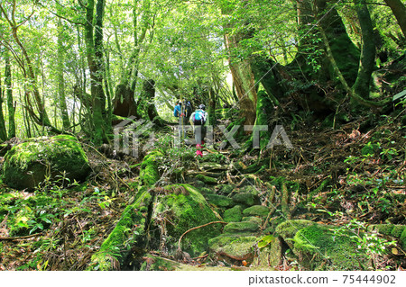 Yakushima Shiratani Unsuikyo Moss Yakushima Shiratani Unsuikyo Moss 75444902