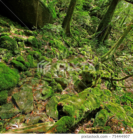 屋久島白谷雲水峽苔蘚 75444907