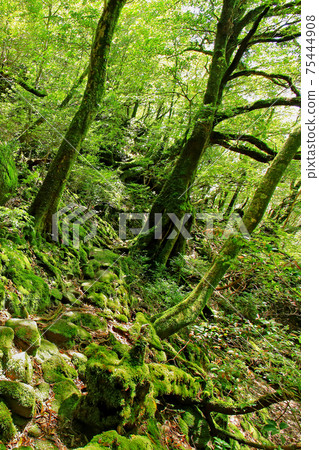 屋久島白谷雲水峽苔蘚 75444908