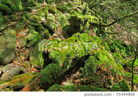 屋久島白谷雲水峽苔蘚 75444909