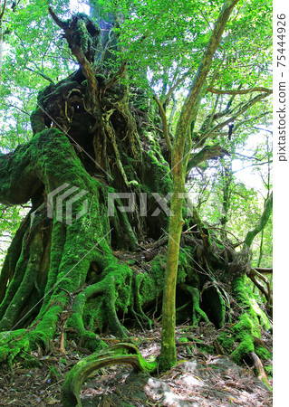 Yakushima Shiratani Unsuikyo Moss Yakushima Shiratani Unsuikyo Moss 75444926