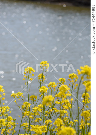 Rape blossoms at the waterside 75444993