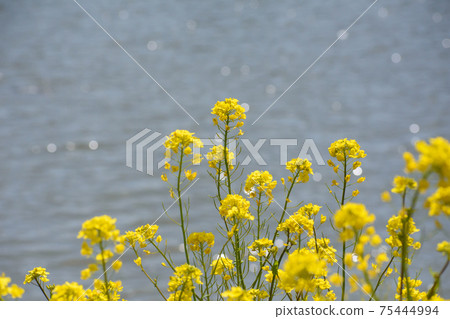 Rape blossoms at the waterside 75444994