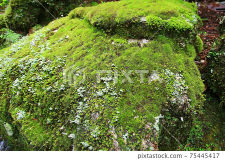 屋久島Yakusugi Land 75445417