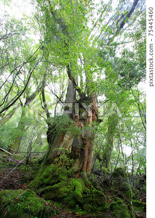 屋久島Yakusugi Land 屋久島Yakusugi Land 75445460