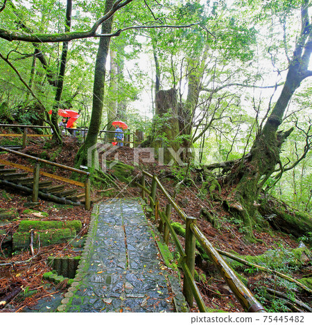 Yakushima Yakusugi Land Yakushima Yakusugi Land 75445482