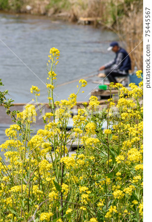 油菜花和釣魚者 75445567