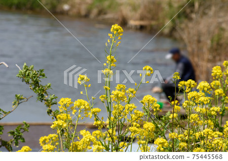 油菜花和釣魚者 75445568