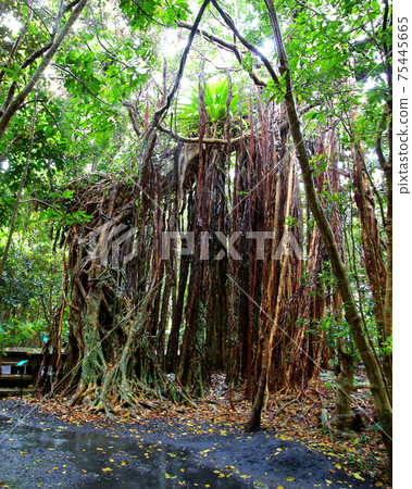 Yakushima Shidoko Gakumaruen Yakushima Shidoko Gakumaruen 75445665