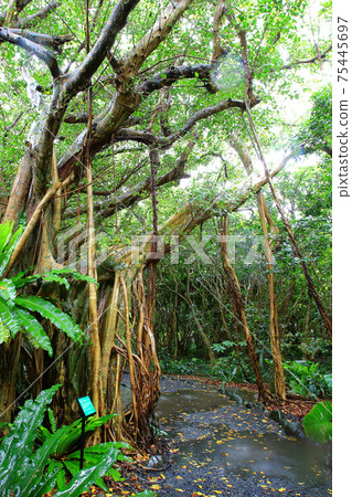 Yakushima Shidoko Gakumaruen 75445697