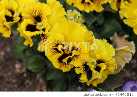 黃色和黑褐色的五彩的三色堇花開在花壇裡，早春 75445815