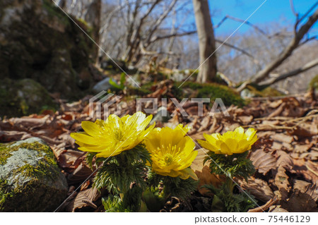 Amur adonis flowers blooming in the mountains 75446129