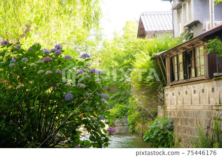 Hydrangea river Hydrangea river 75446176