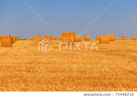 Round straw bales on a field after the grain harvest Round straw bales on a field after the grain harvest 75446216