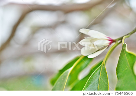 白花 白花 75446560