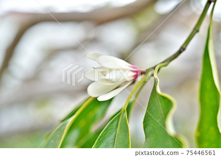 White flower White flower 75446561