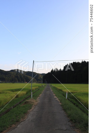 Rice field scenery in the Shirakami Mountains with golden rice ears Rice field scenery in the Shirakami Mountains with golden rice ears 75446602