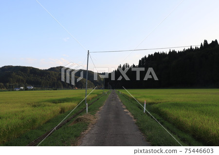 Rice field scenery in the Shirakami Mountains with golden rice ears Rice field scenery in the Shirakami Mountains with golden rice ears 75446603