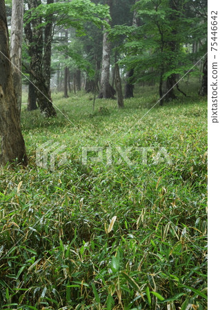 Odaigahara fresh green virgin forest Odaigahara fresh green virgin forest 75446642