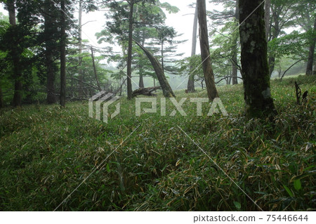 Odaigahara fresh green virgin forest 75446644