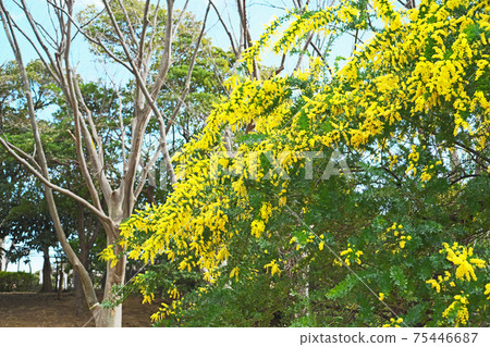 Yellow Ginkgo Acacia Flower 75446687