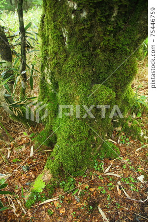 Odaigahara moss old tree 75446759