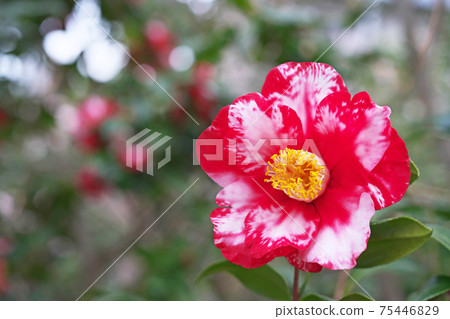 紅色和白色的山茶花花朵（卡拉維） 75446829