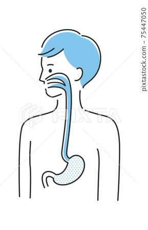 Illustration of a young man. Illustration focusing on the internal organs stomach and esophagus. 75447050